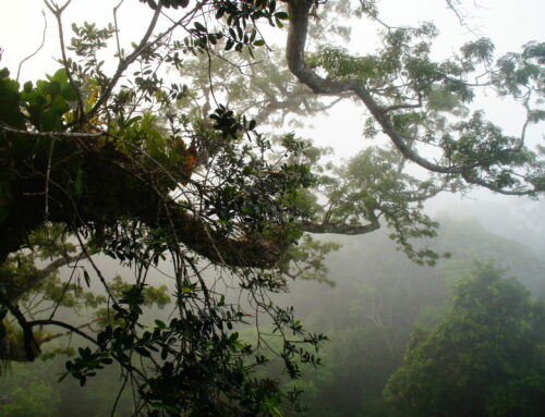 “Green Nobel” winner is reclaiming Indonesian forest land