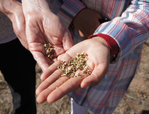 We need native seeds in order to respond to climate change