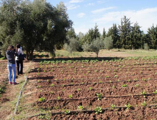 Ivory Coast: Women cooperative for vegetables transforms rural village